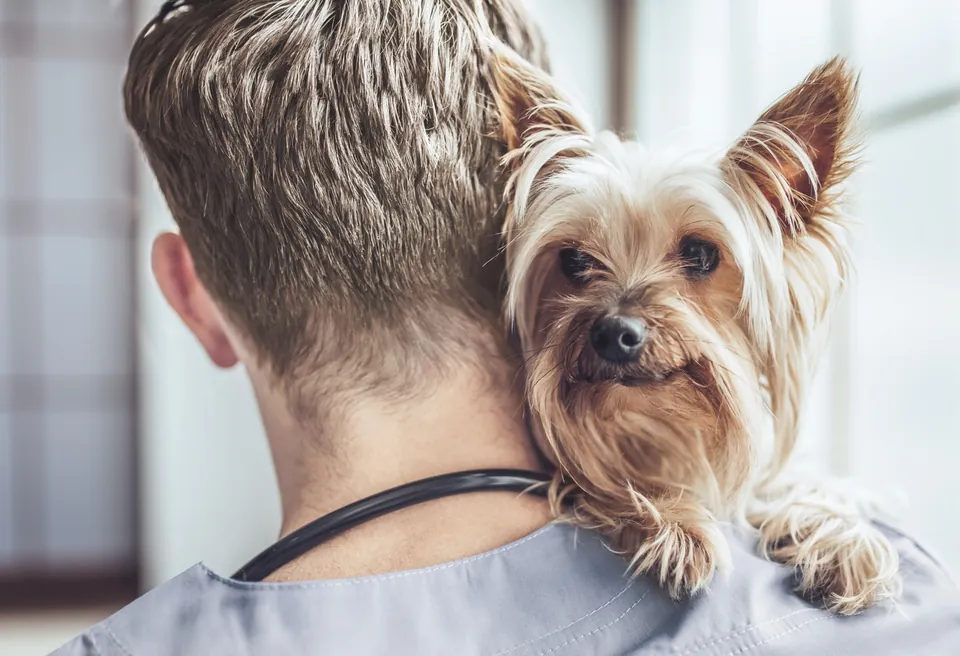 Veterinário com um yorkshire no ombro